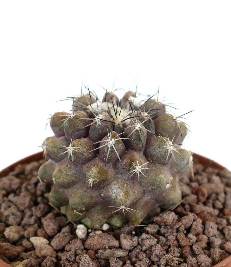 Copiapoa dura x humilis, cactus succulento con tubercoli arrotondati e spine rade