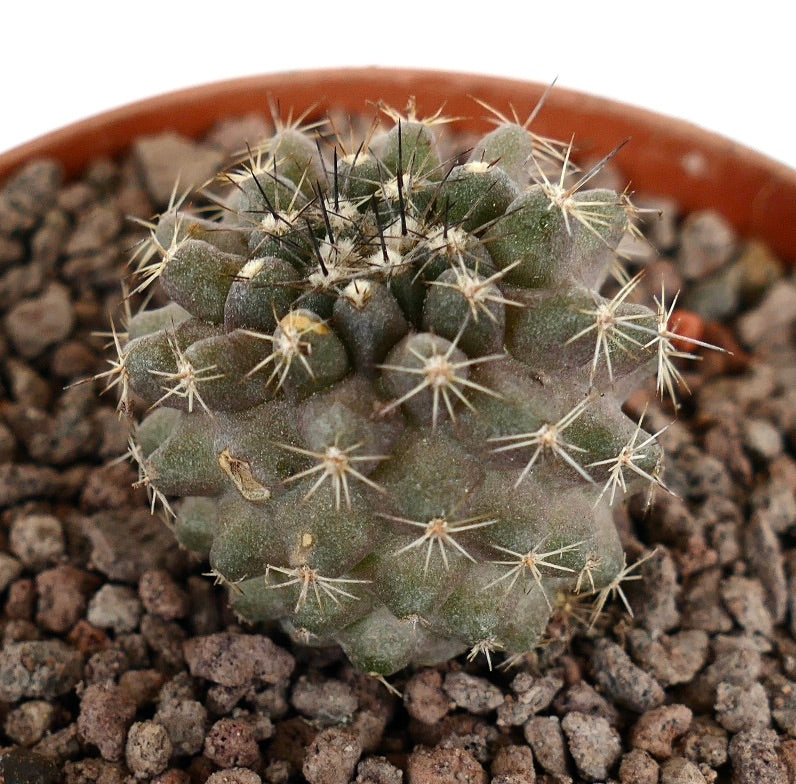 Copiapoa dura x humilis liten saftig kaktus med tette hvite og svarte torner i steinete jord