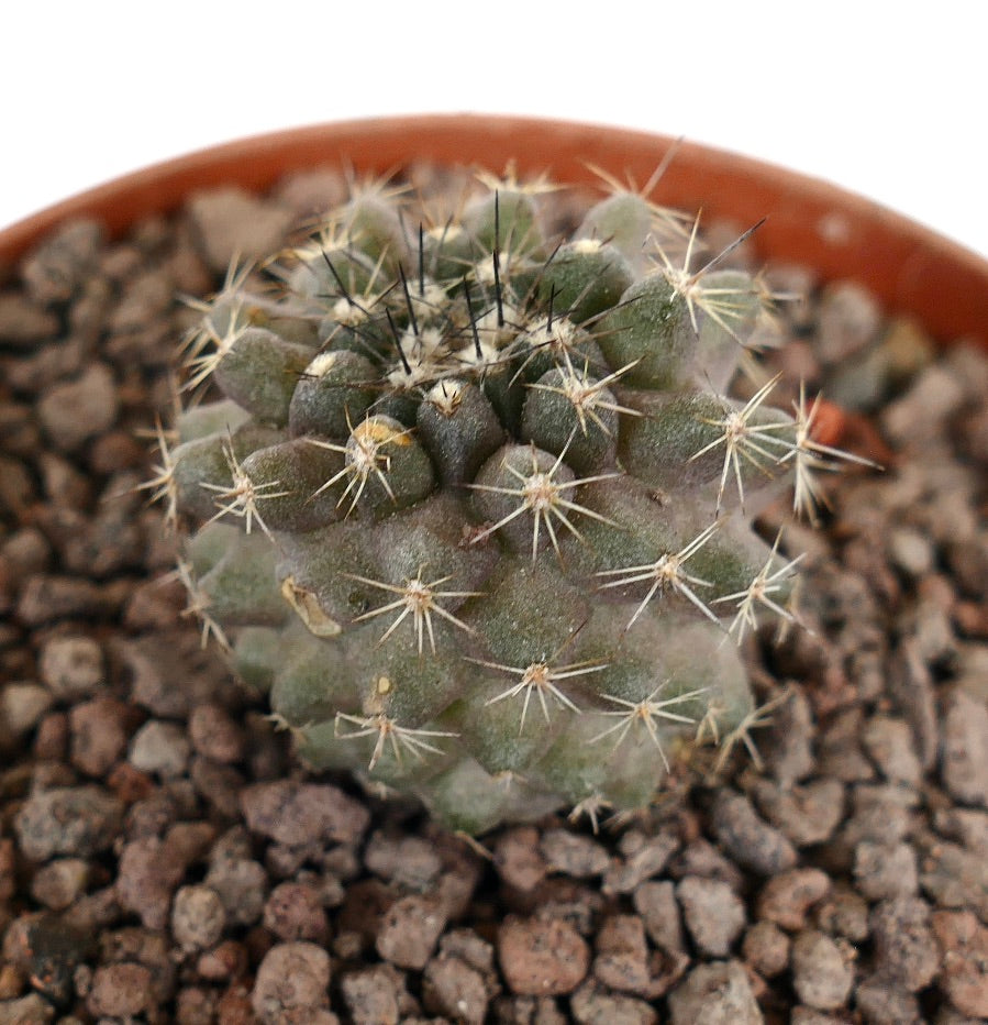 Copiapoa dura x humilis liten saftig kaktus med tette pigger og teksturert grønn kropp