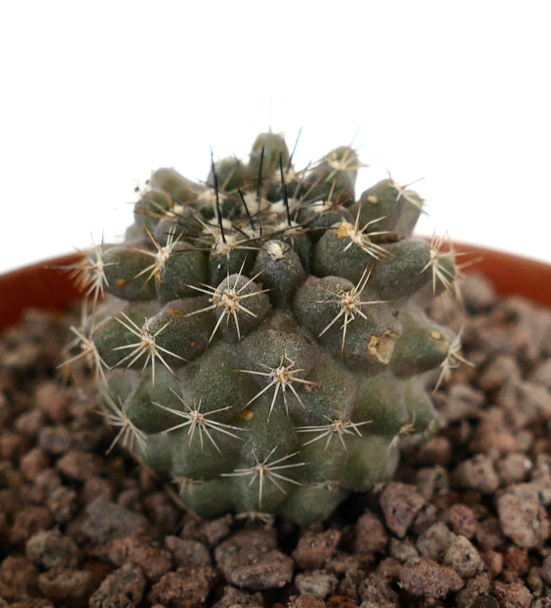 Copiapoa dura x humilis liten grønn kaktus med skarpe hvite og svarte pigger sukkulent