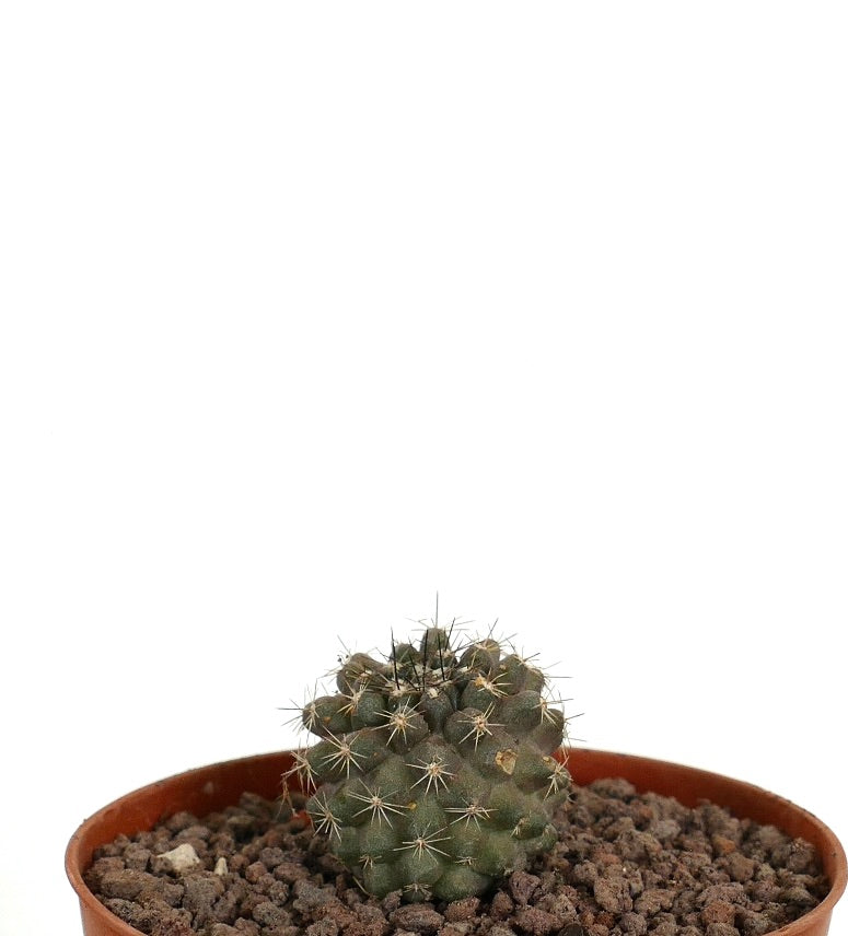 Copiapoa dura x humilis liten rund kaktus med tette skarpe pigger i potte