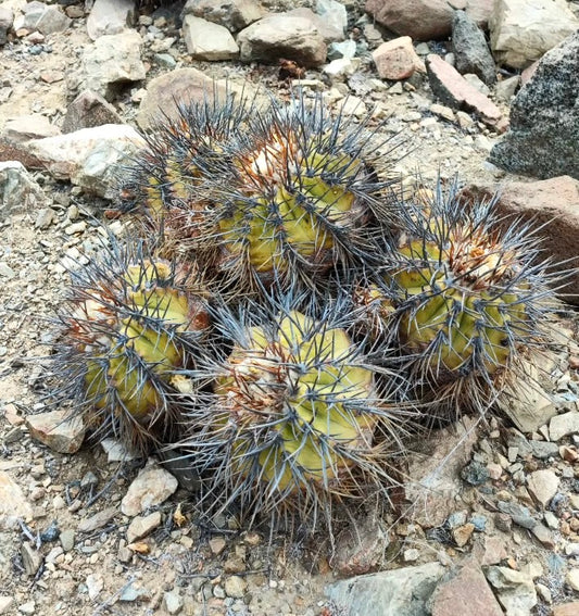 Copiapoa echinoides cluster of round cacti with dense long spines on rocky soil