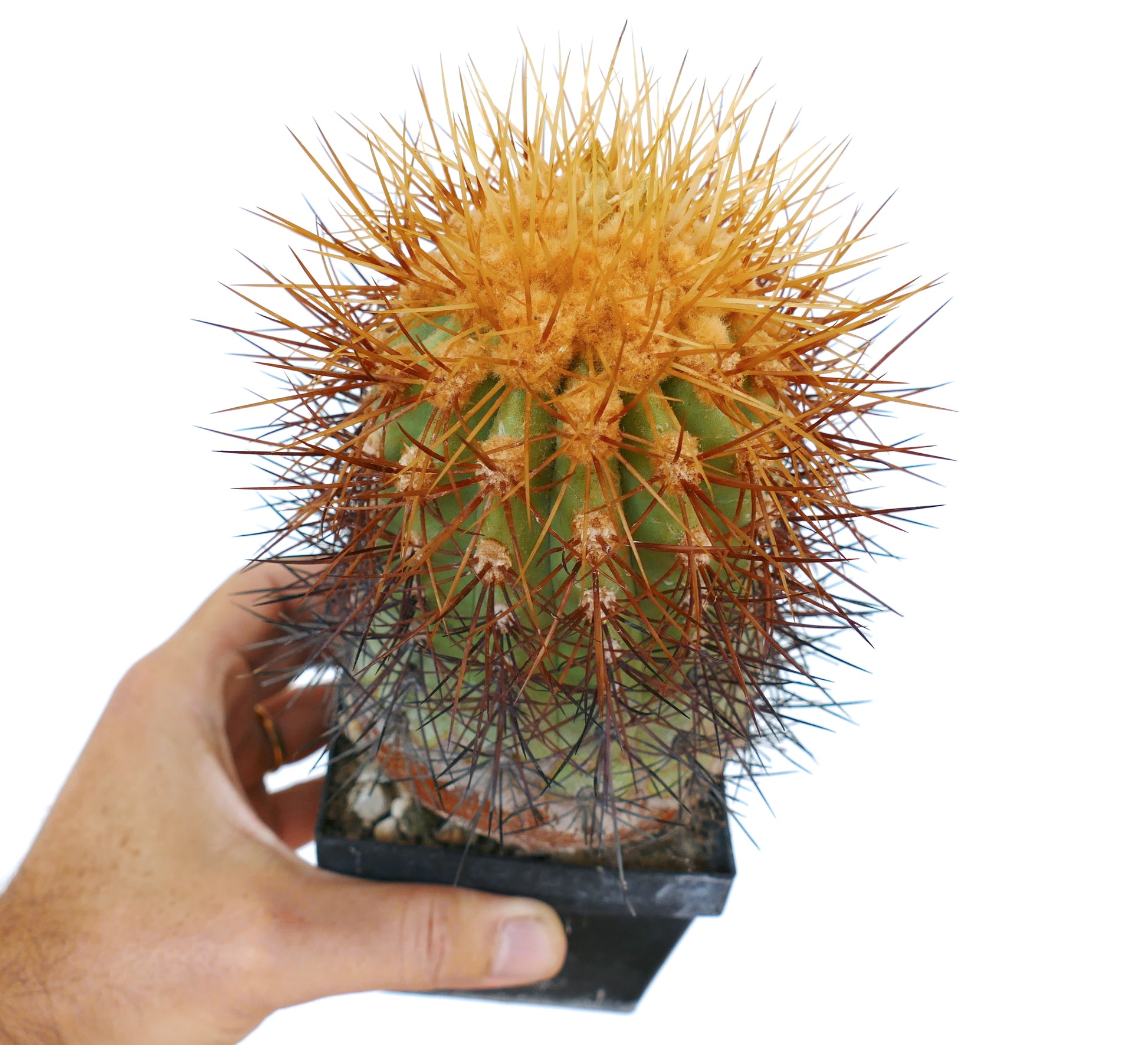 Copiapoa eremophila cactus with dense orange and brown spines in small pot held by hand