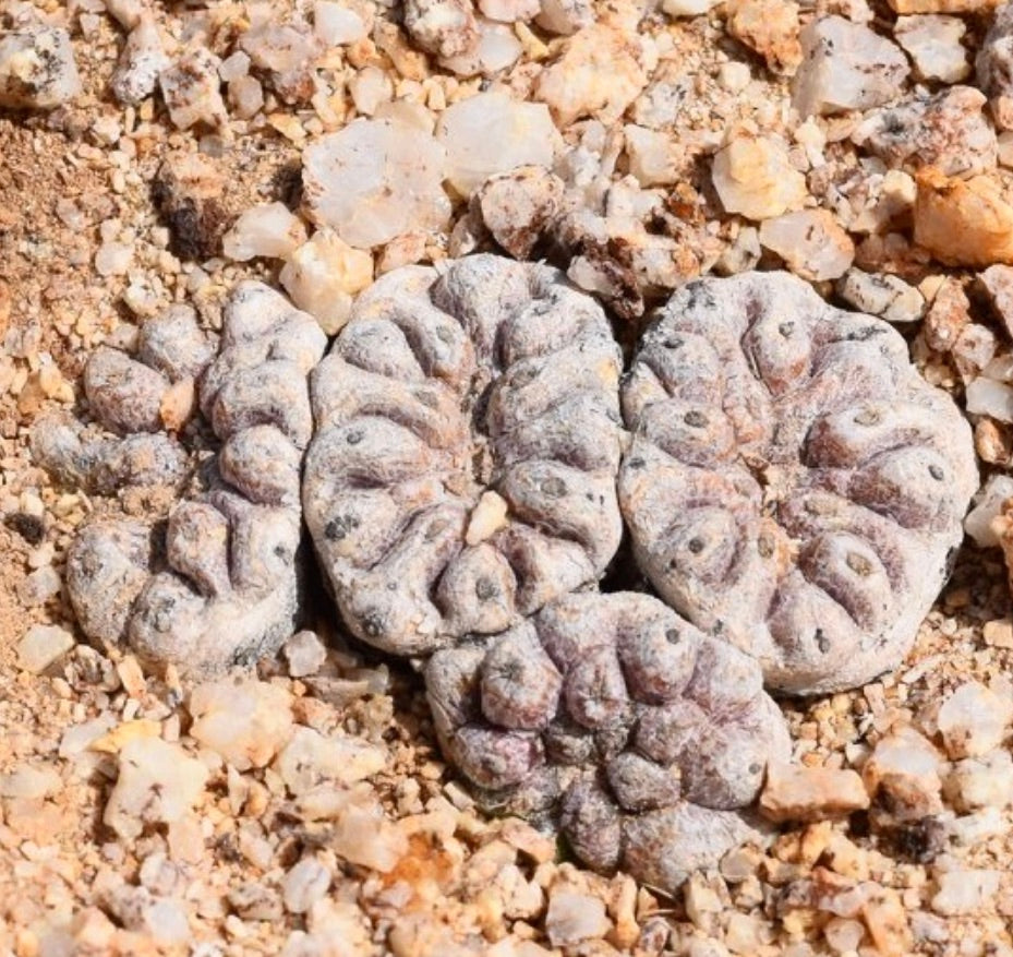 Copiapoa esmeraldana small round succulent cactus with textured grayish surface and tubercles