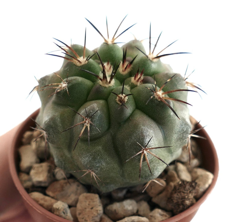 Copiapoa fiedleriana