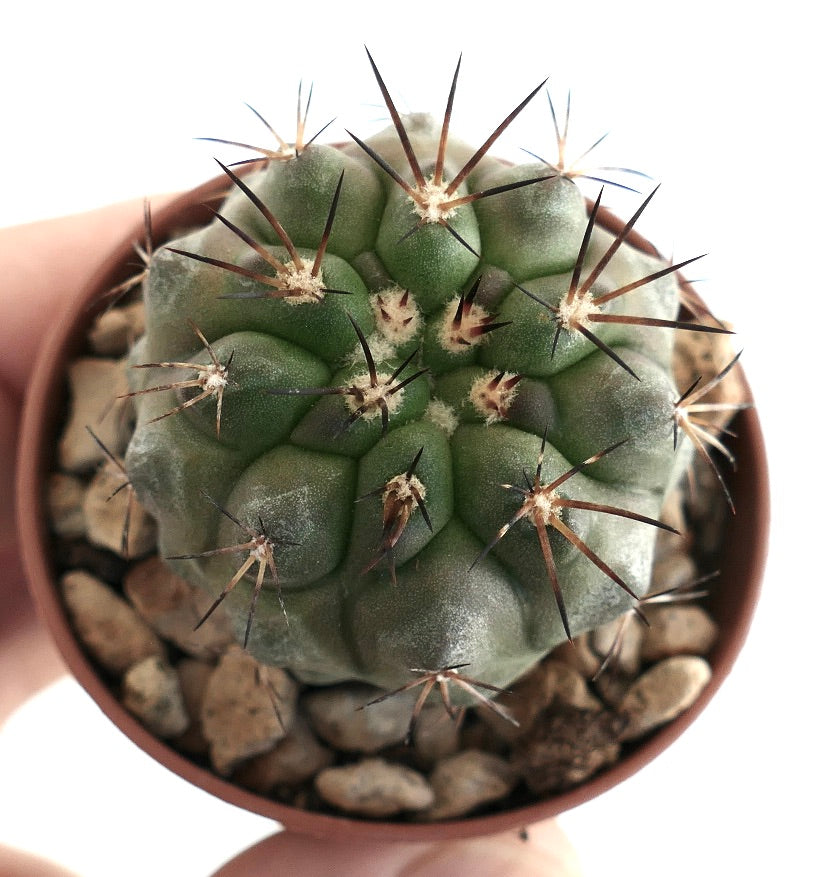 よく発達した肋と、綿毛のあるアレオーレから生える濃い棘を持つ、球状サボテンの上面。砕石を敷いたテラコッタ鉢で栽培され、多肉植物コレクションに珍重される種です。