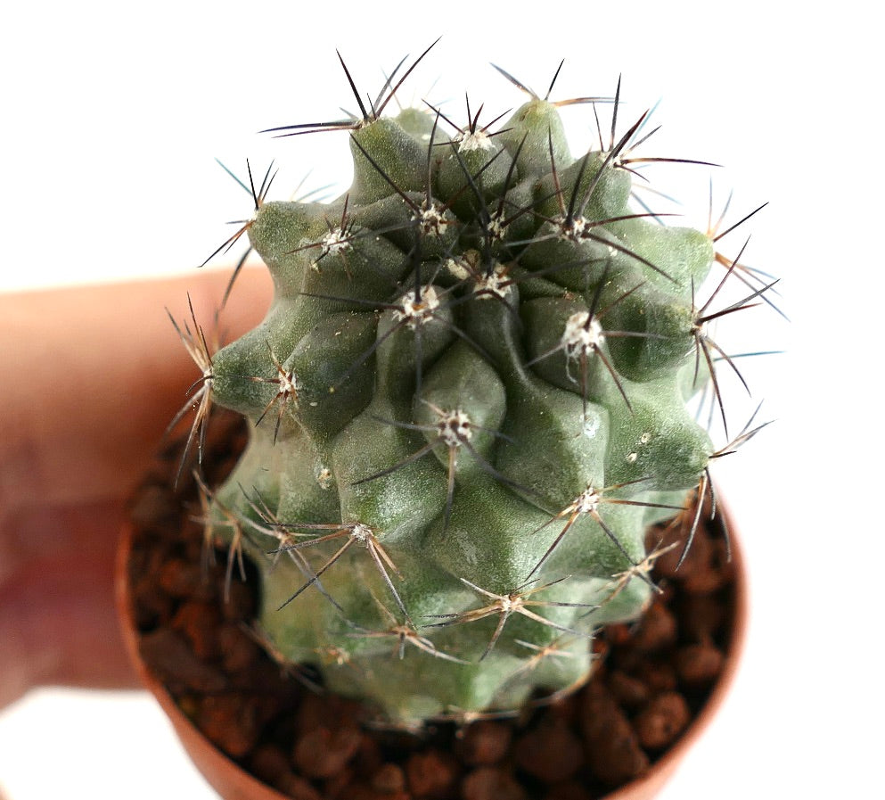 Copiapoa fiedleriana rare succulent cactus with dark spines and ribbed green body