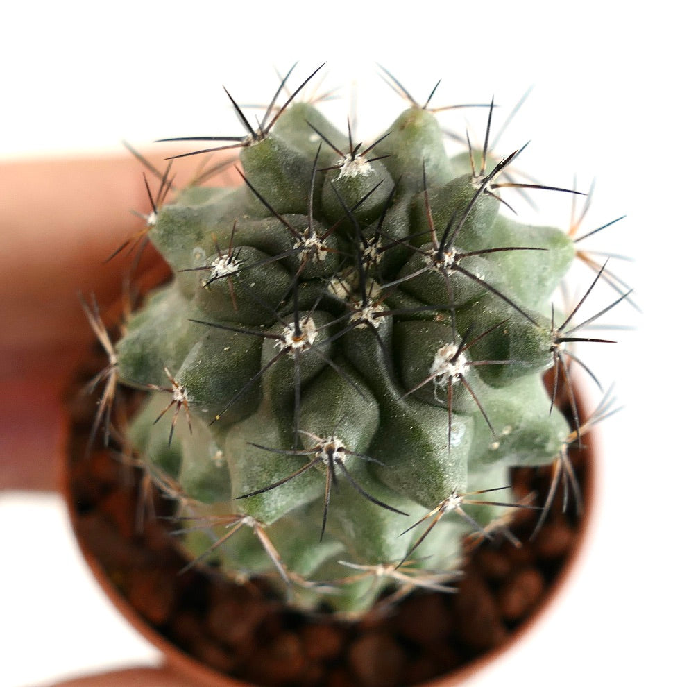 Copiapoa fiedleriana small green succulent cactus with sharp black spines in pot