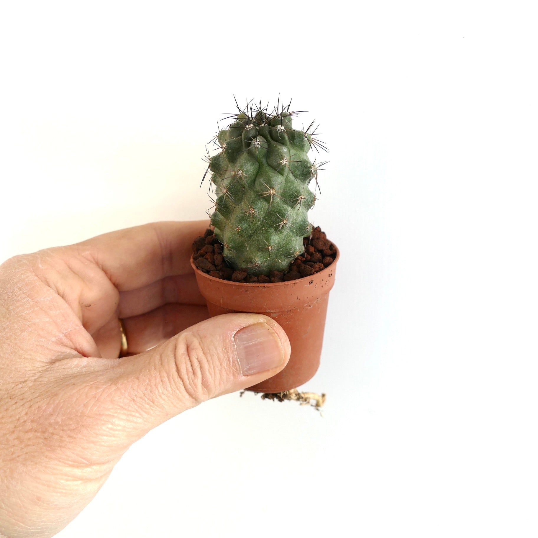 Copiapoa fiedleriana small green succulent cactus with short spines in pot held by hand