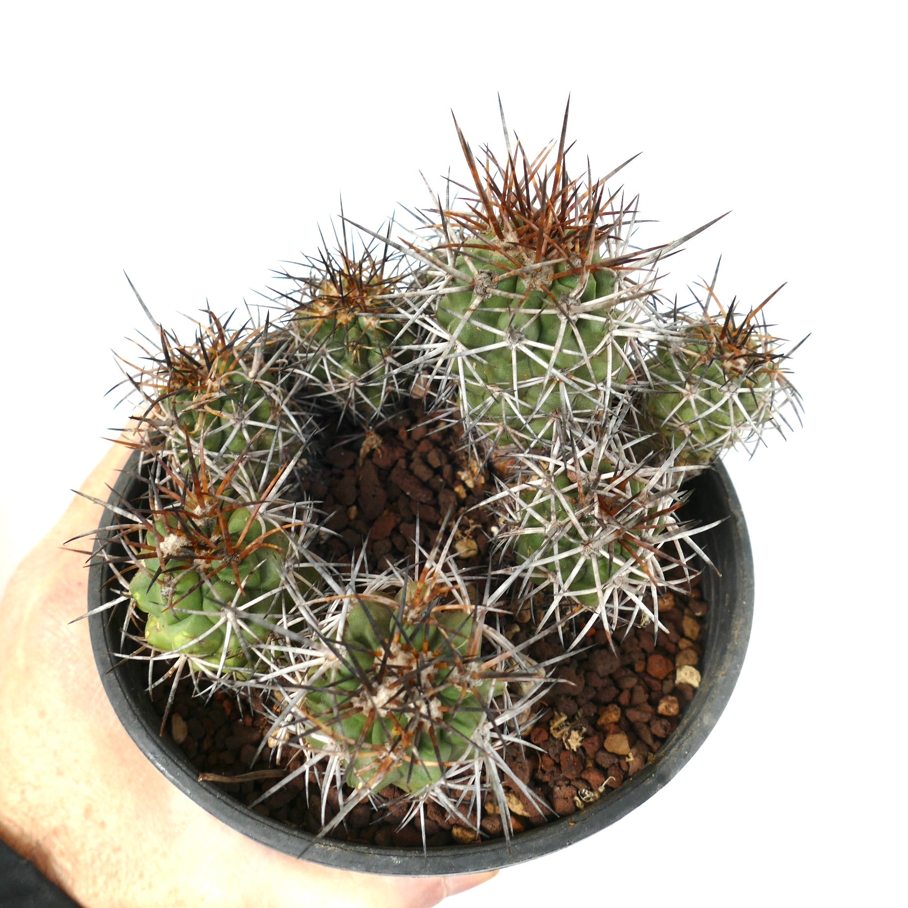 Copiapoa fiedleriana cluster with dense white and brown spines on green succulent stems