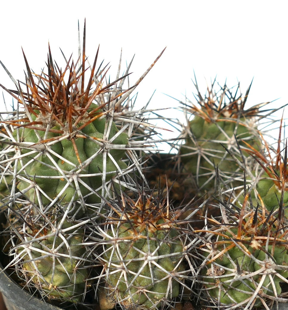 Copiapoa fiedleriana cluster of small green cacti with dense sharp brown and white spines