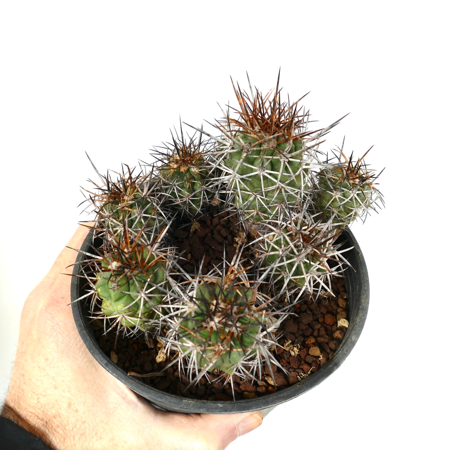 Copiapoa fiedleriana cluster with dense white and brown spines succulent cactus in pot