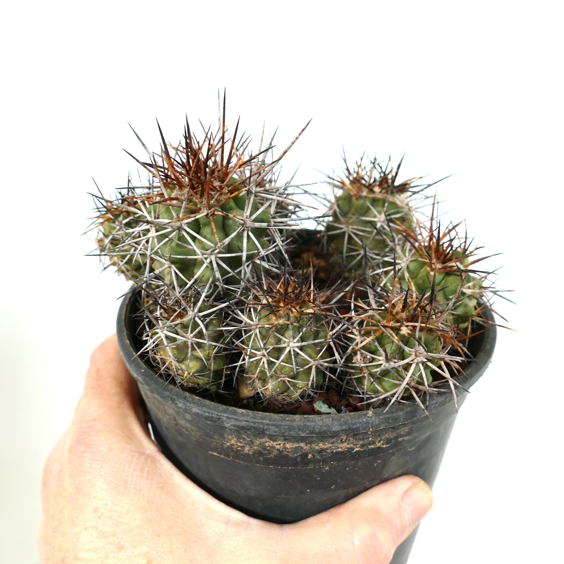 Copiapoa fiedleriana cluster with dense sharp brown and white spines in black pot