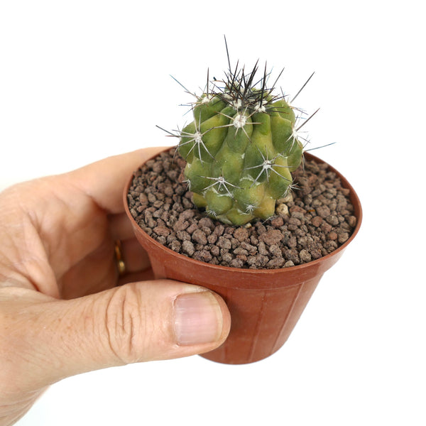 CopiapoafiedlerianaGREEN-