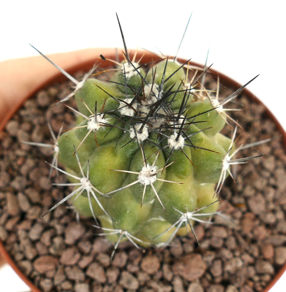 Copiapoa fiedleriana small succulent cactus with green-yellow body and long black spines