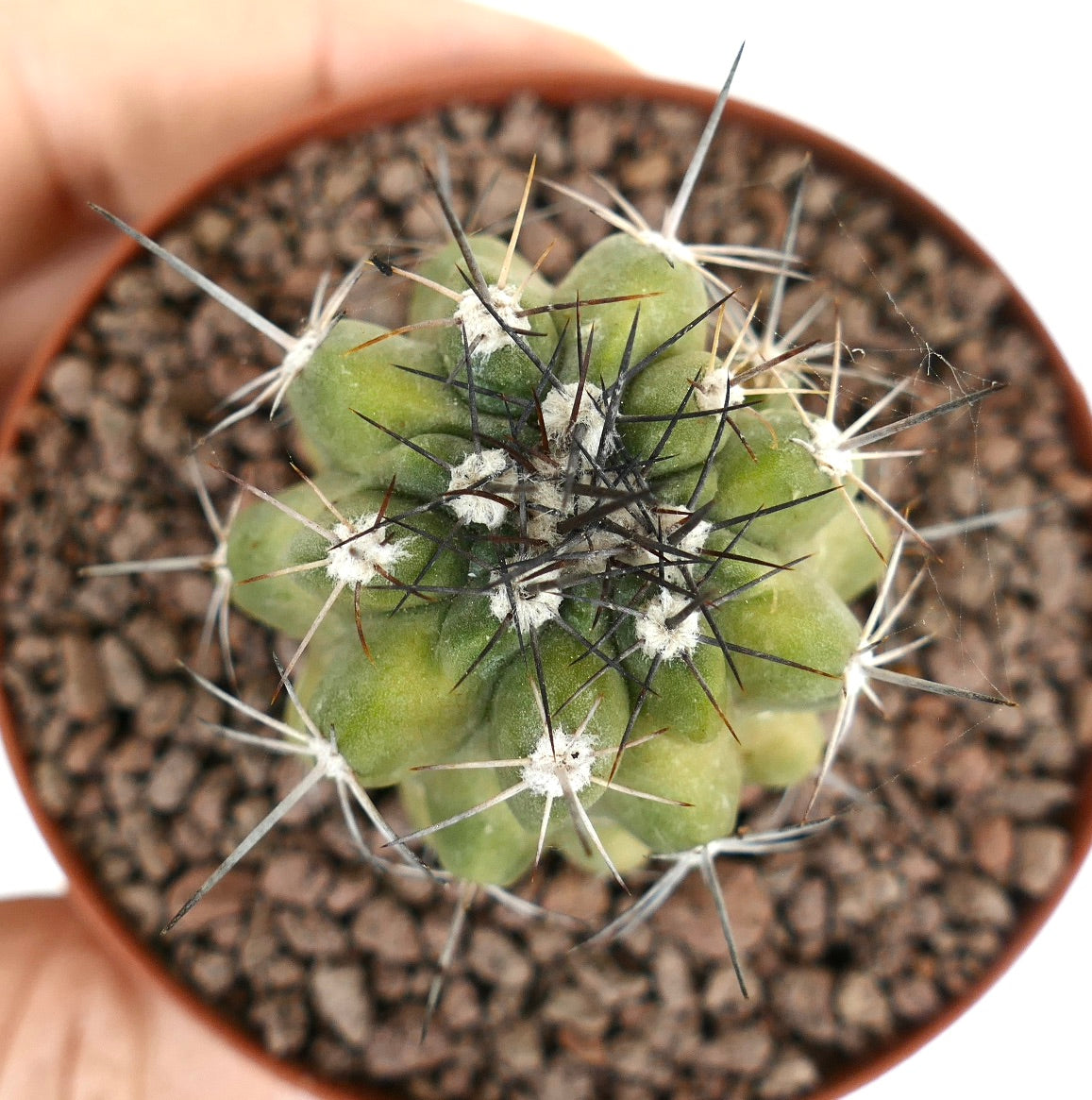 Copiapoa fiedleriana small succulent cactus with dense black and white spines in pot