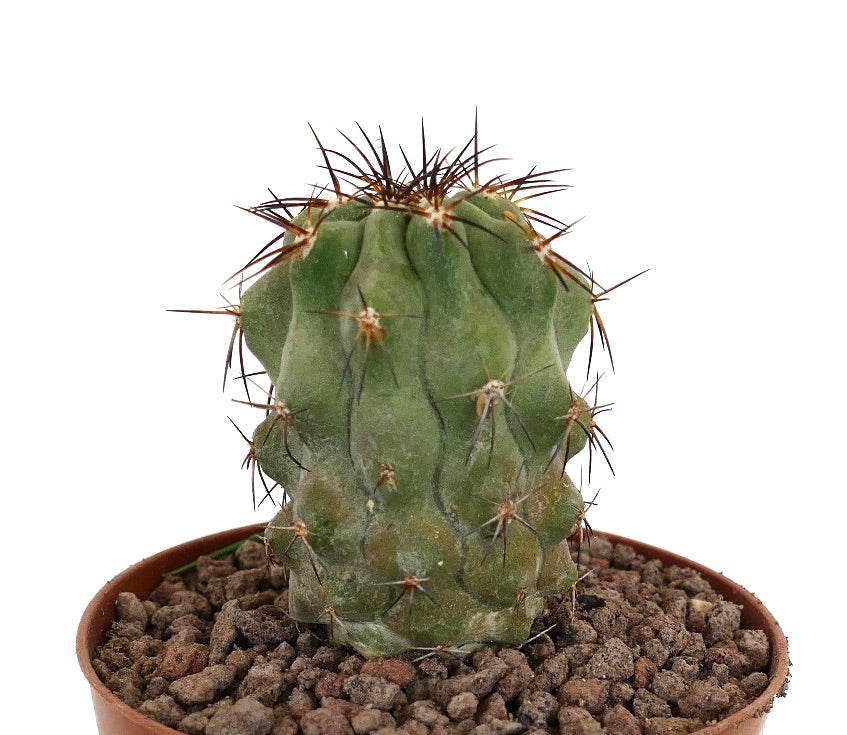 Copiapoa fiedleriana suculenta rara con tallo verde grueso y espinas marrones en maceta