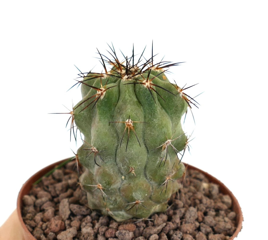 Cactus suculento Copiapoa fiedleriana con espinas marrones prominentes y cuerpo verde acanalado