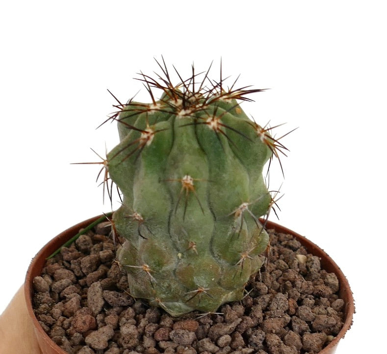 Copiapoa fiedleriana suculenta cactus con tallo verde grueso y espinas marrones en maceta