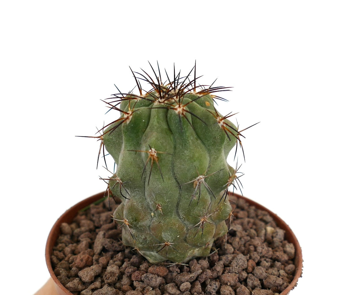Copiapoa fiedleriana pequeño cactus suculento con cuerpo verde acanalado y espinas marrones en maceta