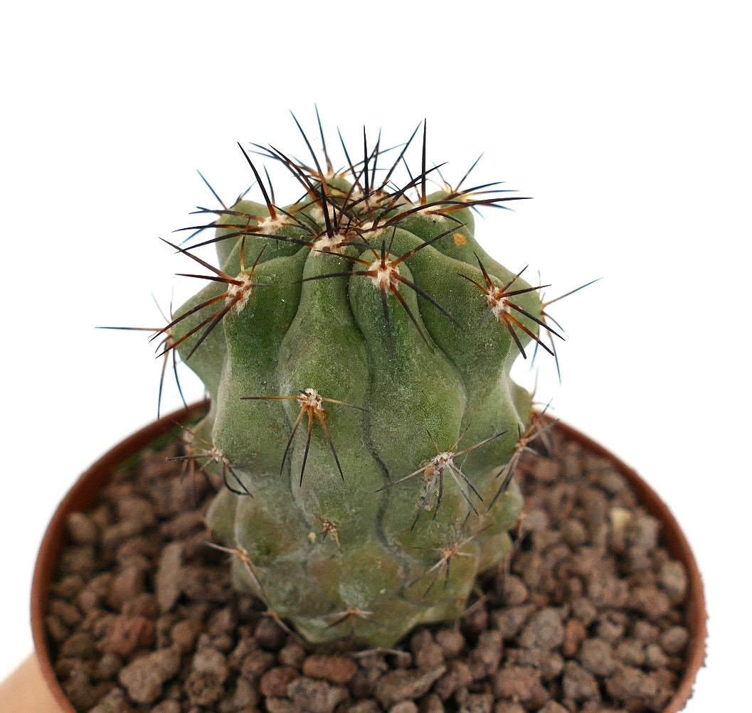 Copiapoa fiedleriana suculento cactus con cuerpo verde grueso y espinas marrones prominentes en maceta