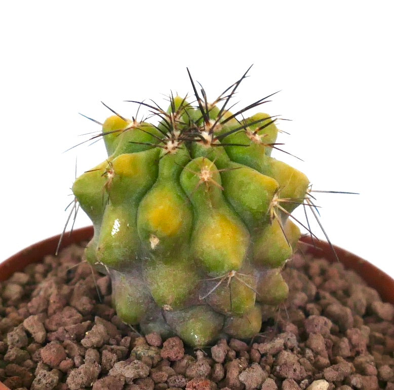 Copiapoa fiedleriana rare cactus with variegated green and yellow tubercles and sharp spines