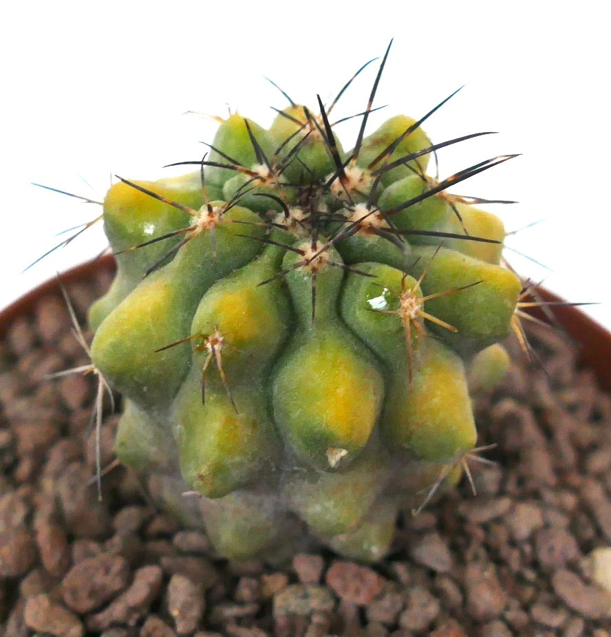 Copiapoa fiedleriana small succulent cactus with yellow-green variegated ribs and sharp spines