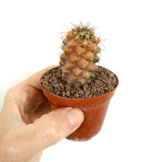 Copiapoa fiedleriana small variegated cactus with orange and green hues and sharp spines in pot