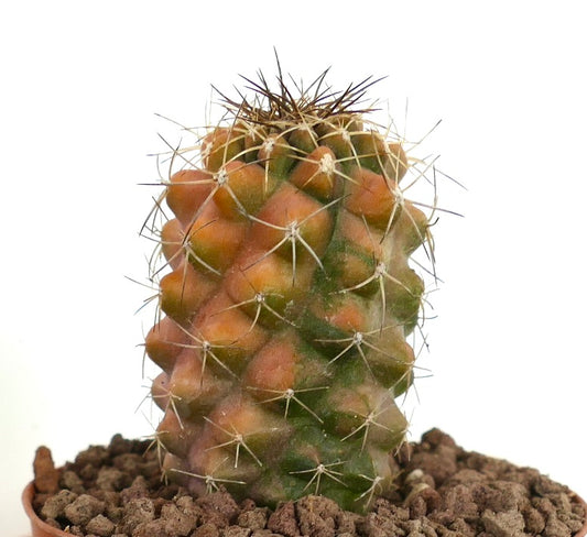 Copiapoa fiedleriana rare succulent cactus with orange and green variegated ribs and sharp spines