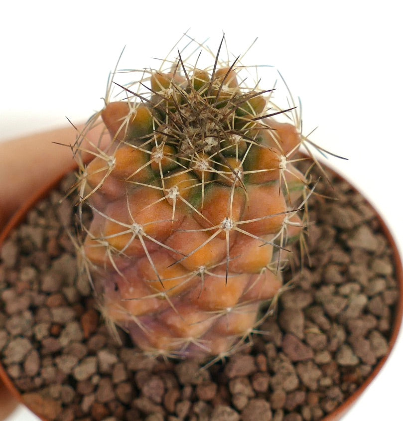 コピアポア・フィードレリアナ 希少な多肉サボテン、オレンジ色の斑入りの胴体と鋭い棘を持つ