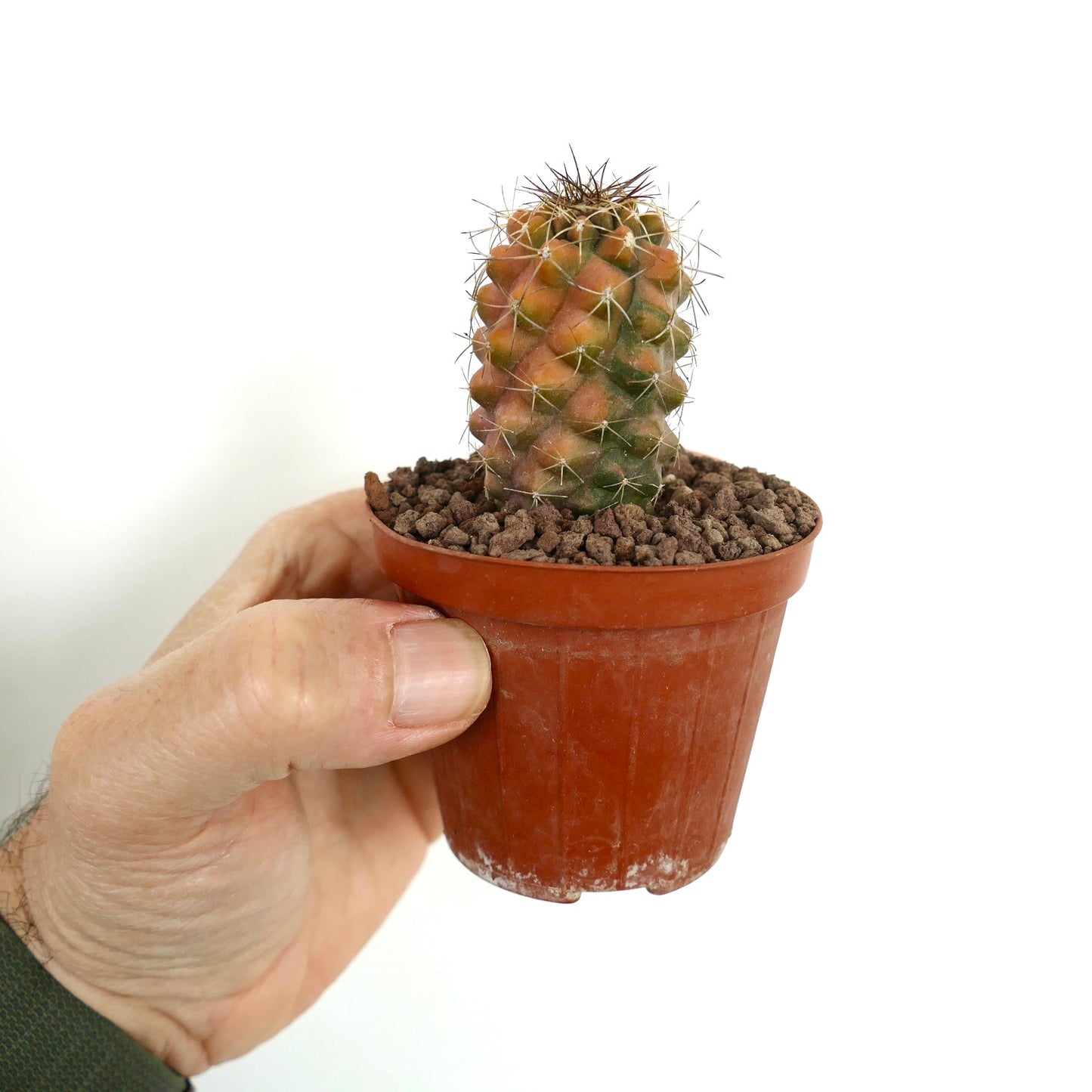 コピアポア・フィードレリアナ 小型覆輪サボテン オレンジとグリーンの色合い 鉢植え