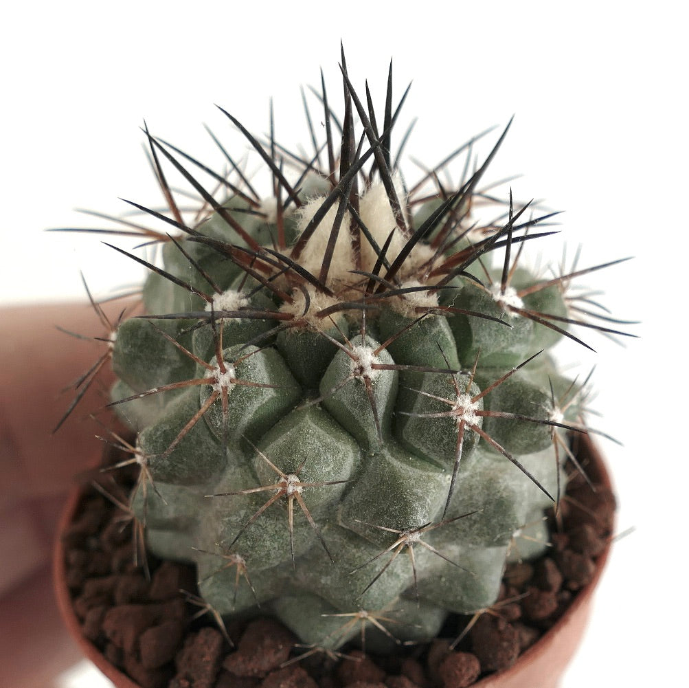 Copiapoa fiedleriana rare succulent cactus with dark spines and woolly areoles in small pot