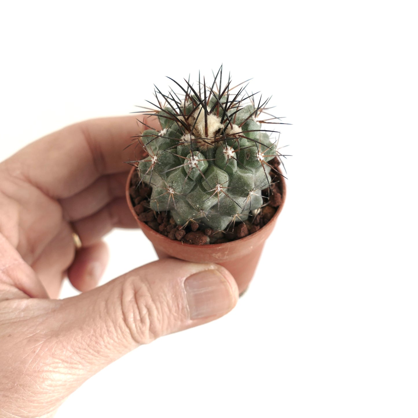 Copiapoa fiedleriana small succulent cactus with dark spines in terracotta pot held by hand