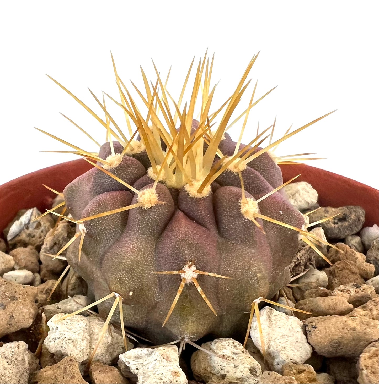 Copiapoa gigantea