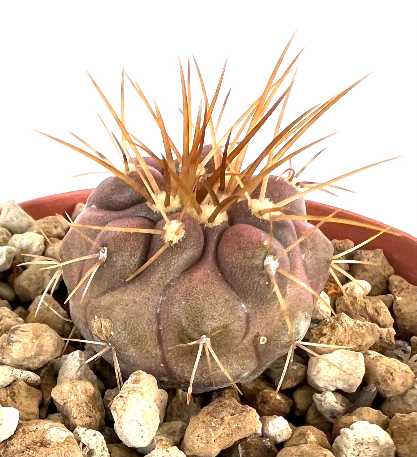 Copiapoa gigantea 75N