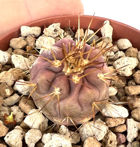 Copiapoa gigantea 7H3P