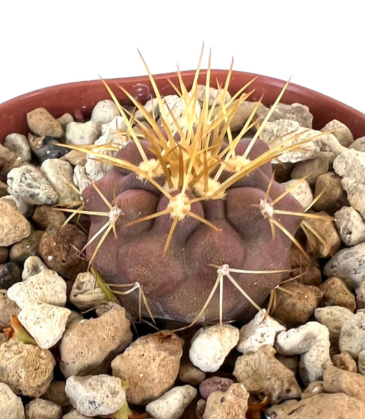 Copiapoa gigantea C206