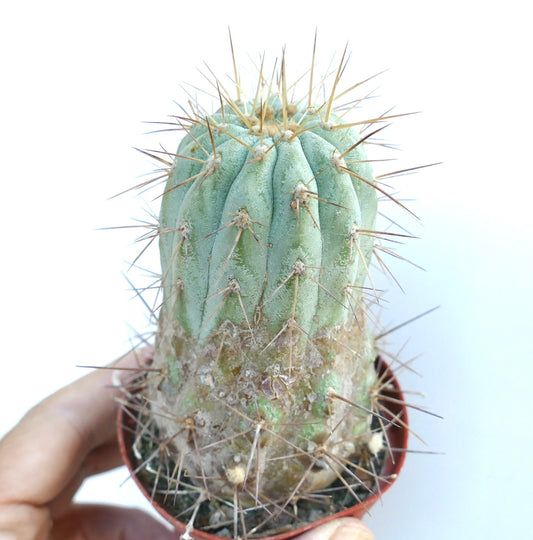 Young Copiapoa gigantea cactus in a pot, with a bluish-green columnar body, distinct ribs, and long yellow-brown spines.