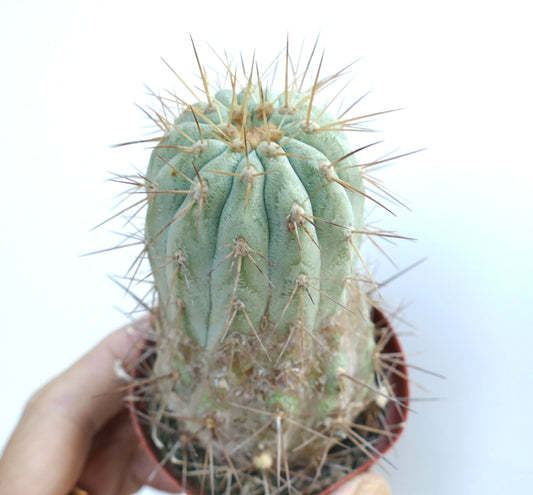 Close-up of Copiapoa gigantea showing vertical ribs and rigid spines emerging from woolly areoles.