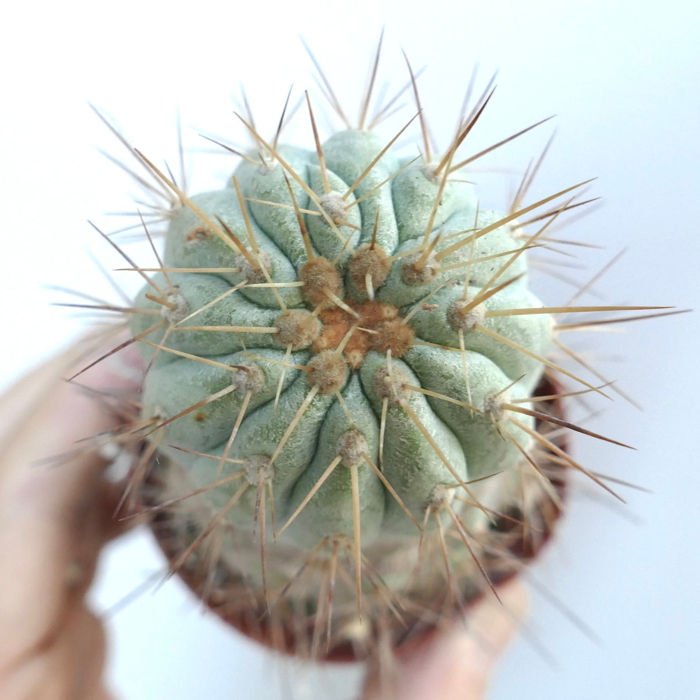 コピアポア・ジガンテア | Botanical Archive | ユニークな