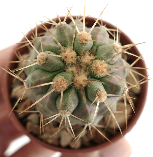 Copiapoa gigantea – Young globular cactus with green ribbed body, woolly areoles and clusters of long yellow spines, grown in a terracotta pot with rocky substrate, ideal for Copiapoa collectors.