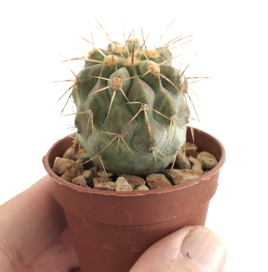 Copiapoa gigantea – Kompakter Kaktus mit abgerundeten Rippen und auffälligen goldenen Dornen, die aus flauschigen Areolen hervorgehen, kultiviert in einem Tontopf mit mineralischem Boden, perfekt für Liebhaber seltener Kakteen.