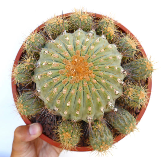 Copiapoa gigantea succulent cactus with round green body and sharp yellow spines in pot