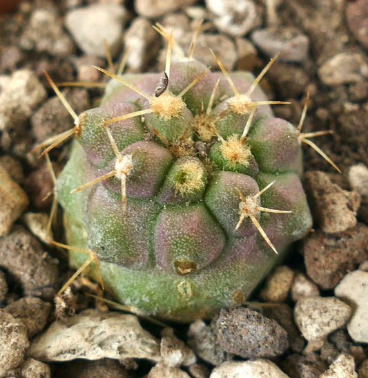 Copiapoa gigantea small succulent cactus with purple-green body and long yellow spines