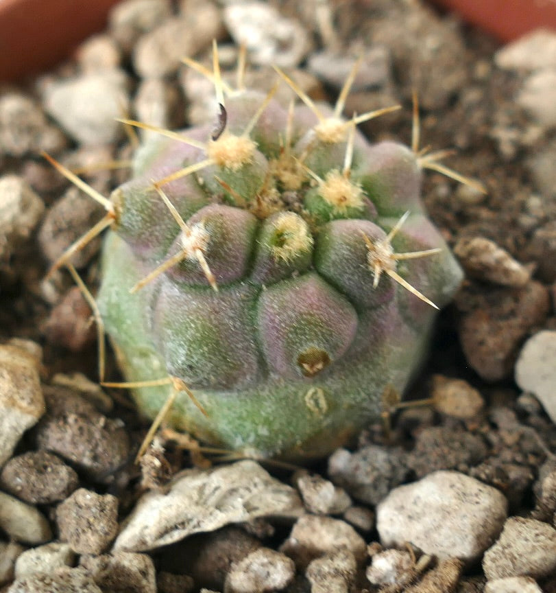 Copiapoa Hybrid with Short Spines | Rare Cactus | Buy Now