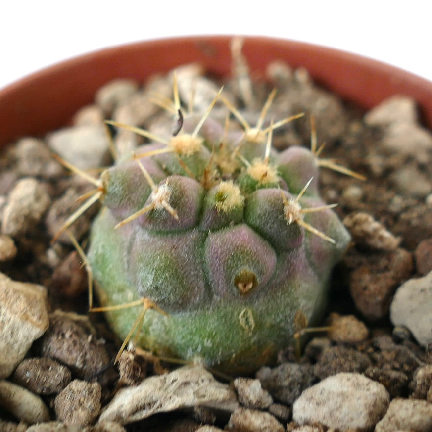 コピアポア・ジガンテア 小さな多肉サボテンで、丸みを帯びたこぶと黄色いトゲが岩の多い土壌に生えています