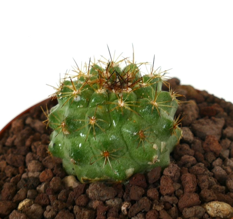 Copiapoa goldi small green cactus with golden spines and rounded tubercles in rocky soil