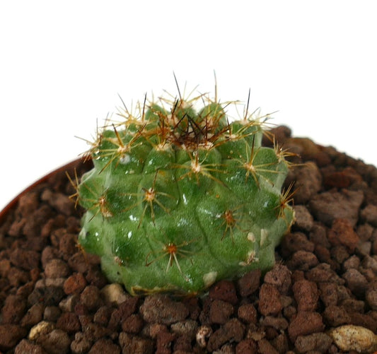 Copiapoa goldi small green cactus with golden spines and rounded tubercles in rocky soil