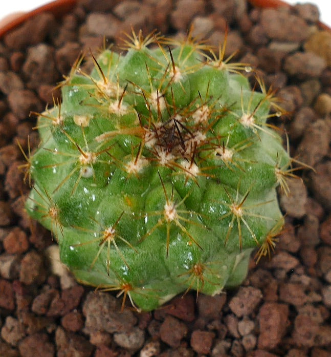 Copiapoa goldi small succulent cactus with yellow spines and rounded green body