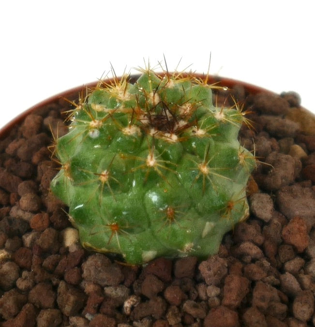 Copiapoa goldi small succulent cactus with yellow spines and rounded green body in pot